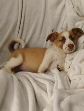 BONNIE, Hund, Jack Russell Terrier-Mix in Bulgarien - Bild 2