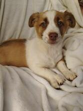 BONNIE, Hund, Jack Russell Terrier-Mix in Bulgarien - Bild 3