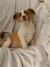 BONNIE, Hund, Jack Russell Terrier-Mix in Bulgarien - Bild 5