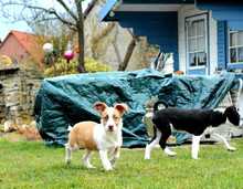 BONNIE, Hund, Jack Russell Terrier-Mix in Bulgarien - Bild 6