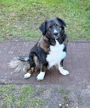 NEMO, Hund, Herdenschutzhund-Mix in Neuruppin
