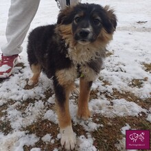 OLLY, Hund, Mischlingshund in Rumänien - Bild 2