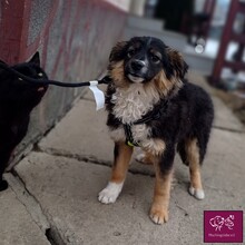 OLLY, Hund, Mischlingshund in Rumänien - Bild 4