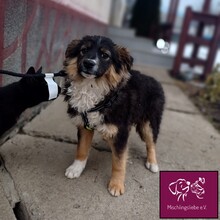 OLLY, Hund, Mischlingshund in Rumänien - Bild 5