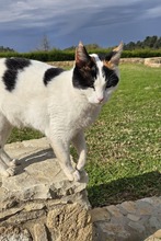 CRYSTAL, Katze, Europäisch Kurzhaar in Zypern - Bild 1