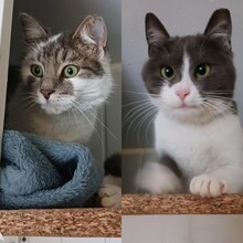 ROQUEFORT, Katze, Europäisch Kurzhaar in Bulgarien - Bild 8