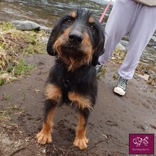 TITA, Hund, Mischlingshund in Belgien - Bild 1