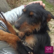 TITA, Hund, Mischlingshund in Belgien - Bild 2