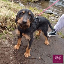 TITA, Hund, Mischlingshund in Belgien - Bild 3