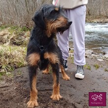 TITA, Hund, Mischlingshund in Belgien - Bild 5