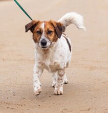 QUATRO, Hund, Mischlingshund in Ungarn - Bild 1