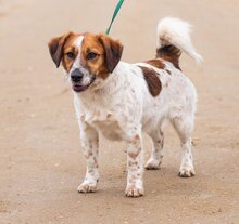 QUATRO, Hund, Mischlingshund in Ungarn - Bild 3