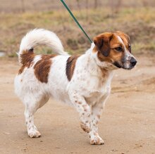 QUATRO, Hund, Mischlingshund in Ungarn - Bild 4