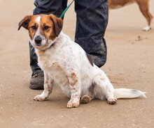 QUATRO, Hund, Mischlingshund in Ungarn - Bild 6