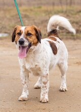 LOLA, Hund, Mischlingshund in Brunsbüttel - Bild 2