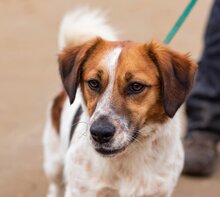 LOLA, Hund, Mischlingshund in Brunsbüttel - Bild 5