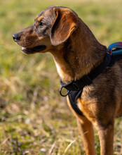 SURY, Hund, Mischlingshund in Gelsenkirchen - Bild 5