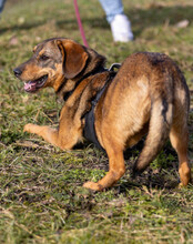 SURY, Hund, Mischlingshund in Gelsenkirchen - Bild 6