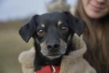 KRÜMEL, Hund, Dackel-Mix in Stapel - Bild 1