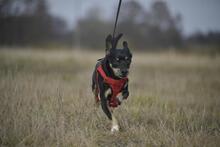 KRÜMEL, Hund, Dackel-Mix in Stapel - Bild 10