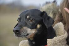 KRÜMEL, Hund, Dackel-Mix in Stapel - Bild 2