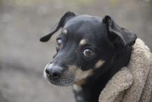 KRÜMEL, Hund, Dackel-Mix in Stapel - Bild 3