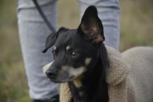 KRÜMEL, Hund, Dackel-Mix in Stapel - Bild 4