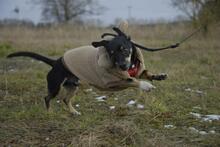 KRÜMEL, Hund, Dackel-Mix in Stapel - Bild 5