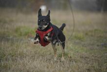 KRÜMEL, Hund, Dackel-Mix in Stapel - Bild 6