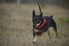 KRÜMEL, Hund, Dackel-Mix in Stapel - Bild 7