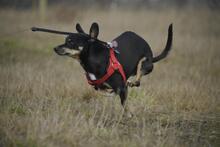 KRÜMEL, Hund, Dackel-Mix in Stapel - Bild 8