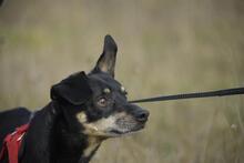 KRÜMEL, Hund, Dackel-Mix in Stapel - Bild 9