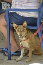 EVA, Hund, Podenco-Mix in Spanien - Bild 3