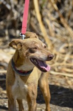 EVA, Hund, Podenco-Mix in Spanien - Bild 4