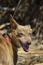 EVA, Hund, Podenco-Mix in Spanien - Bild 5