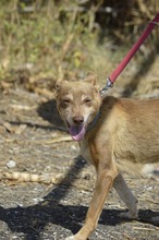 EVA, Hund, Podenco-Mix in Spanien - Bild 6