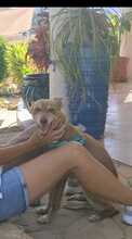 EVA, Hund, Podenco-Mix in Spanien - Bild 7