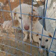 YLVI, Hund, Mischlingshund in Griechenland - Bild 2