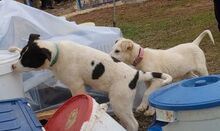 OFELIAP, Hund, Mischlingshund in Griechenland - Bild 3