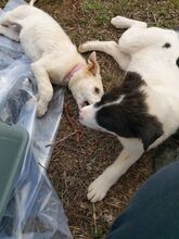 OFELIAP, Hund, Mischlingshund in Griechenland - Bild 4
