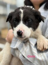 OFELIAP, Hund, Mischlingshund in Griechenland - Bild 5