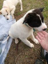 OFELIAP, Hund, Mischlingshund in Griechenland - Bild 6
