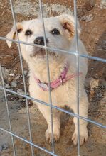 MALIK, Hund, Mischlingshund in Schweiz - Bild 10