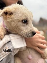 MALIK, Hund, Mischlingshund in Schweiz - Bild 11