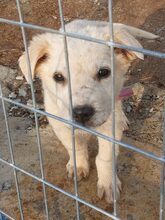 MALIK, Hund, Mischlingshund in Griechenland - Bild 3