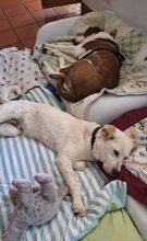 MALIK, Hund, Mischlingshund in Schweiz - Bild 9