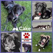 BARRY VORMALS CAKE, Hund, Mischlingshund in Krefeld