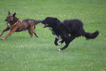 BARRY VORMALS CAKE, Hund, Mischlingshund in Krefeld - Bild 10