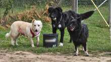 BARRY VORMALS CAKE, Hund, Mischlingshund in Krefeld - Bild 11