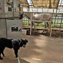 BARRY VORMALS CAKE, Hund, Mischlingshund in Krefeld - Bild 12